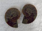 95 Carat Small Polished Ammonite Crystallized Fossil (Pair)