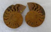 549 Carats of Polished Ammonite Crystallized Fossil (Pair)