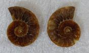 Small Polished Ammonite Crystallized Fossil (Pair) 