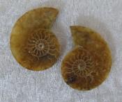 Small Polished Ammonite Crystallized Fossil (Pair) 