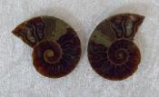 Small Polished Ammonite Crystallized Fossil (Pair) 