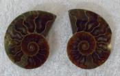 Small Polished Ammonite Crystallized Fossil (Pair) 