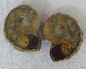 310 Grams of Polished Ammonite Crystallized Fossil (Pair)