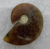 Small Polished Ammonite Crystallized Fossil (Brown)