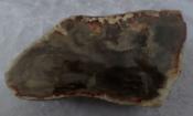 Fossil Wood (Petrified) Australia Specimen