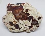 Rhyolite (Rainforest Jasper) Slab