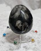 Orthoceras Fossil Egg