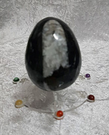 Orthoceras Fossil Egg