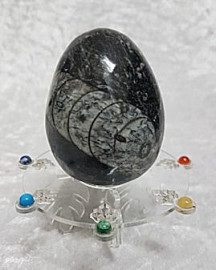 Orthoceras Fossil Egg