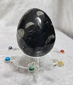 Orthoceras Fossil Egg