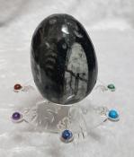 Orthoceras Fossil Egg