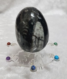 Orthoceras Fossil Egg